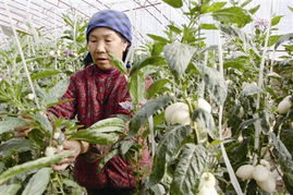春菜上市，新鮮零售點亮餐桌希望